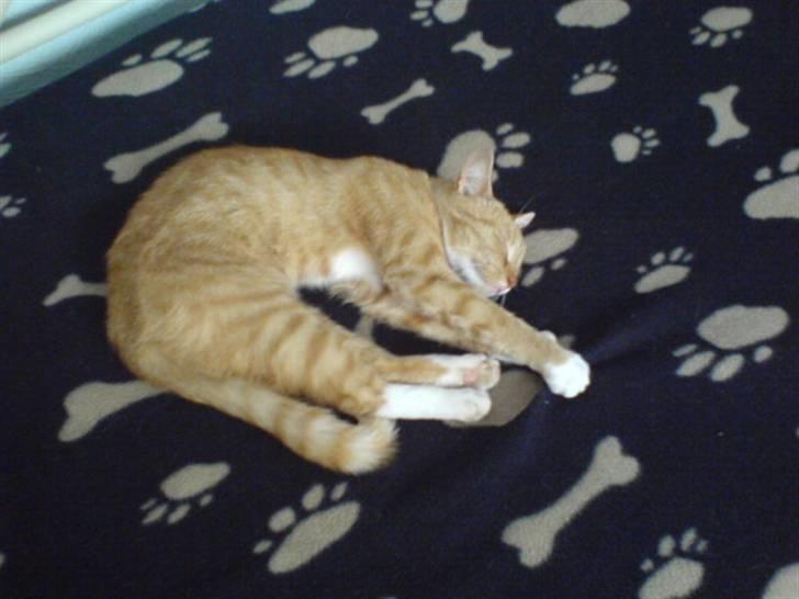 Blanding af racer Sara - Ahh xD Strækker ud :) billede 5