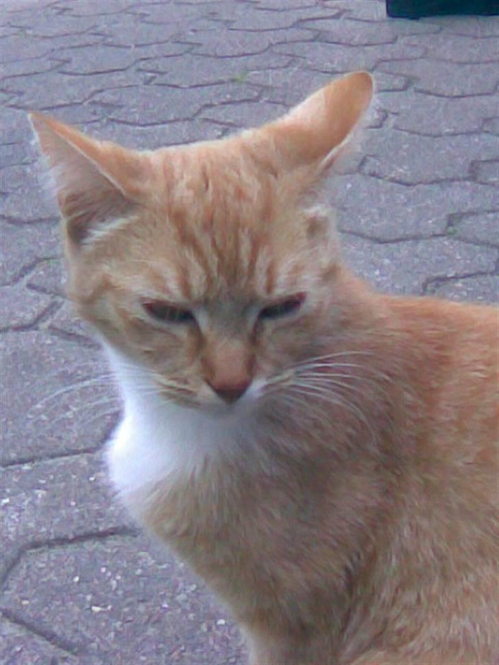 Blanding af racer Sara - Er jeg ikke flot ? :P billede 7