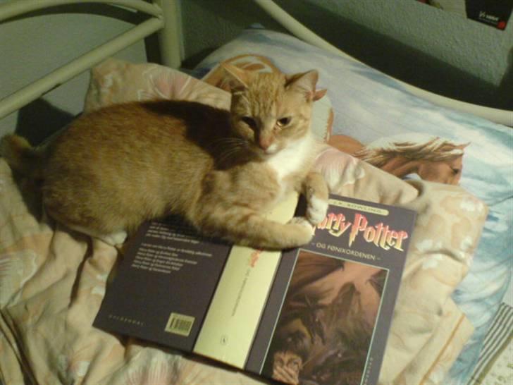 Blanding af racer Sara - Jeg kan læse :O Meget specail kat xD  billede 8