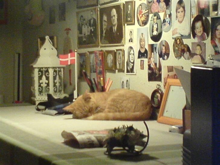 Blanding af racer Sara - Hygge Hygge xD  billede 9