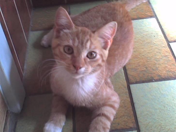 Blanding af racer Sara - Julie tag nu det billede så vi kan blive færdige :D billede 10