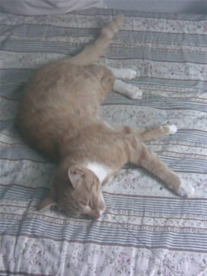 Blanding af racer Sara - Slapper af <33 billede 11