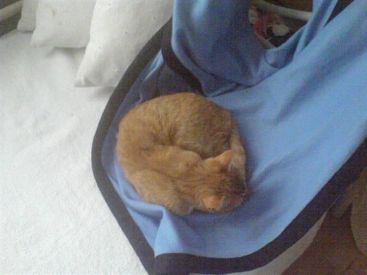 Blanding af racer Sara - Jeg SOVER , og INGEN skal forstyrre mig :D billede 12