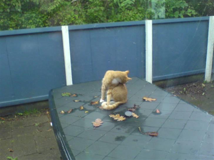 Blanding af racer Sara - Slikke slikke <3 :D billede 13