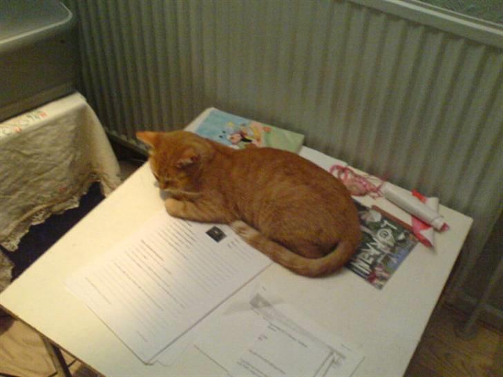 Blanding af racer Sara - Jeg sover ikke :P Jeg hviler bare xD  billede 14