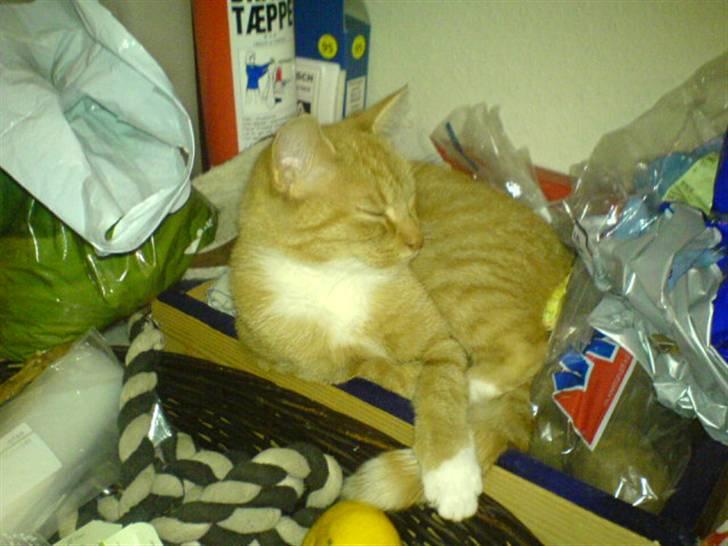 Blanding af racer Sara - Ahh , dejligt at slappe af . billede 15