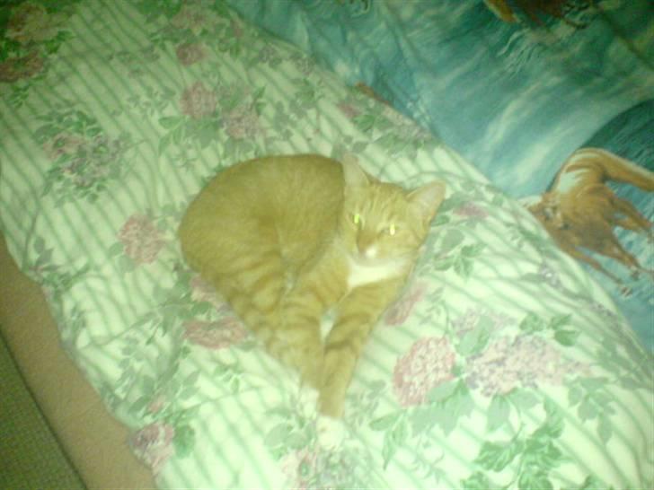 Blanding af racer Sara - <3 billede 16