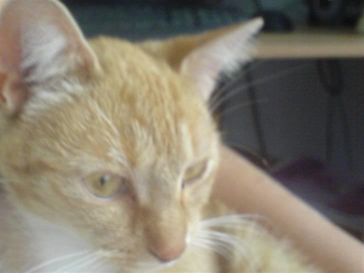 Blanding af racer Sara - Miihg xD  billede 17