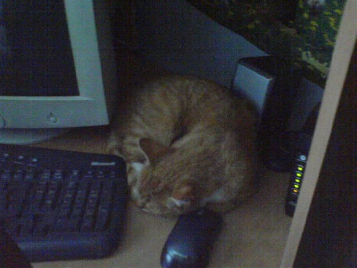 Blanding af racer Sara - Ligger ved computern xD  billede 18