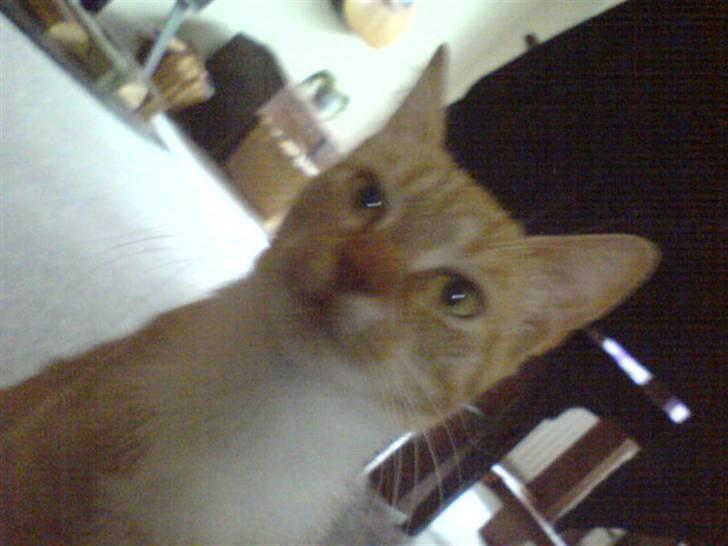 Blanding af racer Sara - Hygger miig :P billede 19