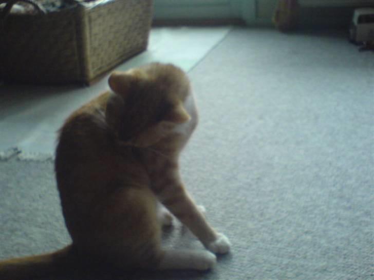 Blanding af racer Sara - Farvel og tak for denne ganeg :D Læg meget gerne en bedømmelse og en kommentar xD billede 20