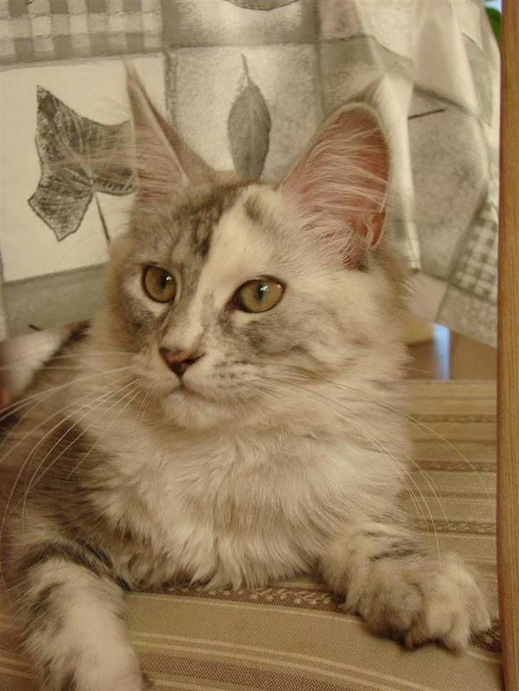 Maine Coon Blessed from above - Abu knap 5 mdr billede 10