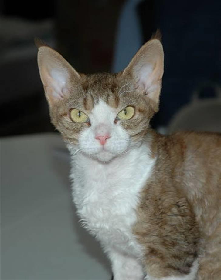 Devon Rex DK Mischek Cassiopeia - DK Mischek Cassiopeia.Nu 9 mdr.gl. d.24/4-08. billede 1