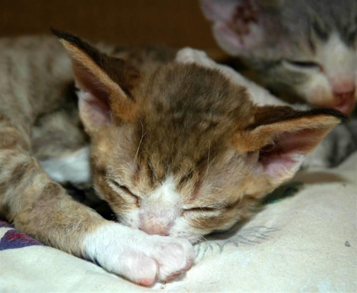 Devon Rex DK Mischek Cassiopeia - Lille Cassie,her bare 3 uger gl. billede 2