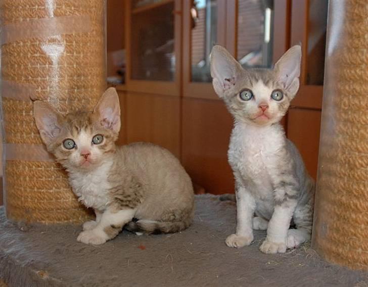 Devon Rex DK Mischek Cassiopeia - Mig og min bror Casanova. billede 4