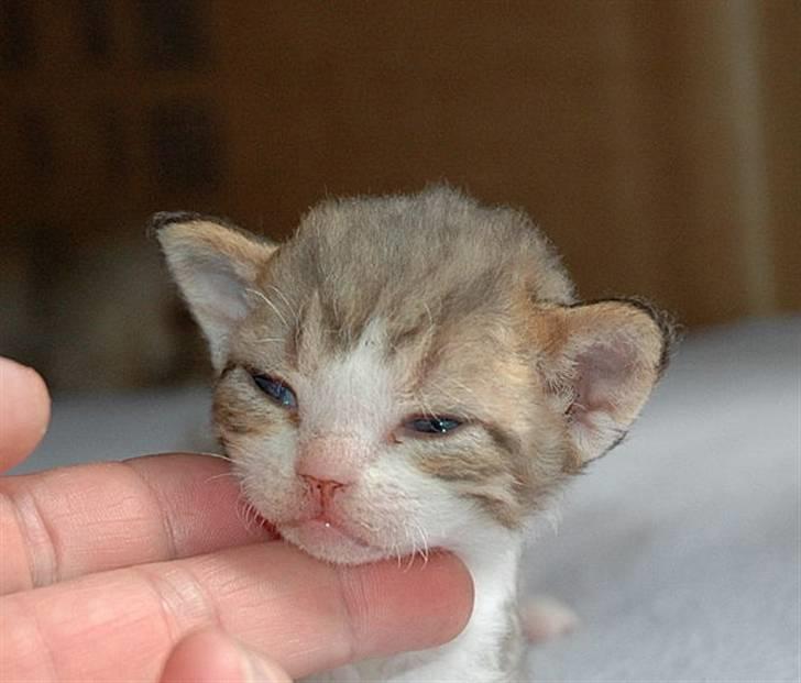 Devon Rex DK Mischek Cassiopeia - Bare 2 uger og sød og dejlig :-)) billede 5