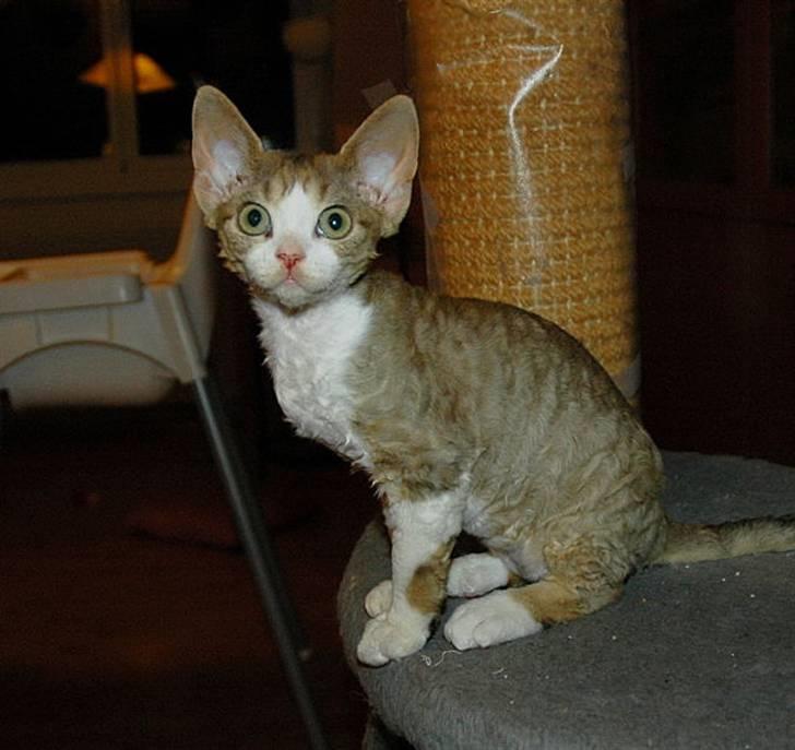 Devon Rex DK Mischek Cassiopeia - Cassie,9 uger gl.  billede 6