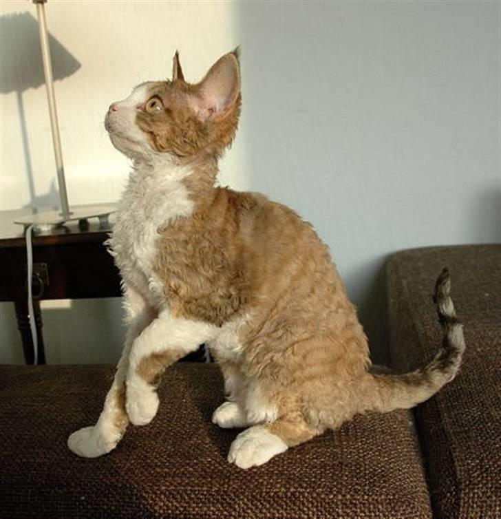 Devon Rex DK Mischek Cassiopeia - Cassie 4 mdr. gl. Fin og lækker devonpige :-) billede 7