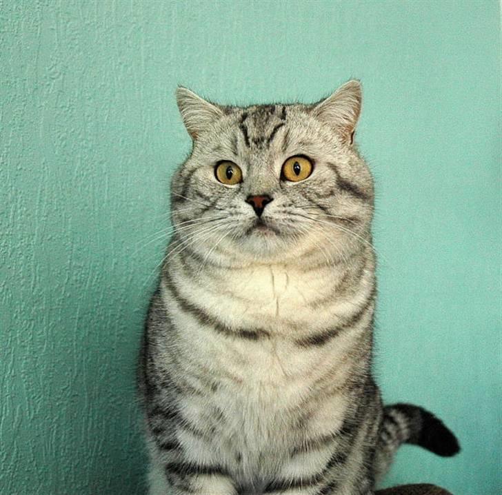 British Shorthair S*Swebritt's Dustin - S*Swebritt´s Dustin,3 år gl. og en rigtig lækker fyr ;-) !! billede 1
