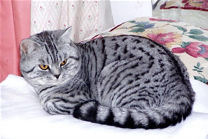 British Shorthair S*Swebritt's Dustin - Min far S*Coccolami´s Zilver Zacharias. billede 3