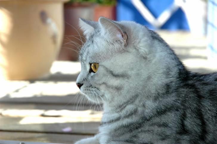 British Shorthair S*Swebritt's Dustin - Dustin i profil. billede 4