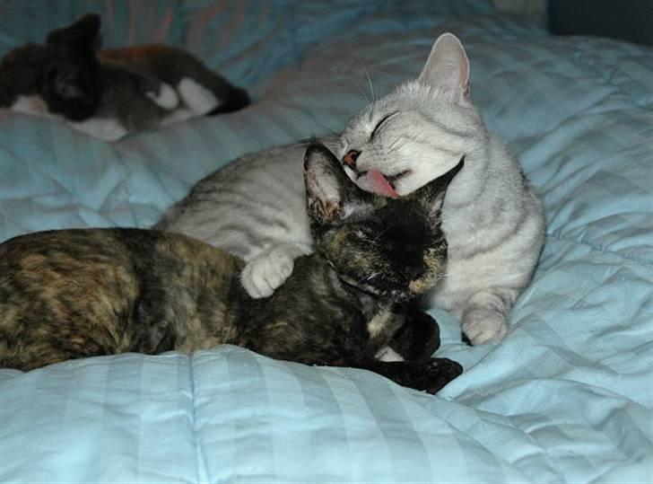 British Shorthair S*Swebritt's Dustin - Dustin & Diva.Han er SÅ sød ved de andre katte :-) billede 5