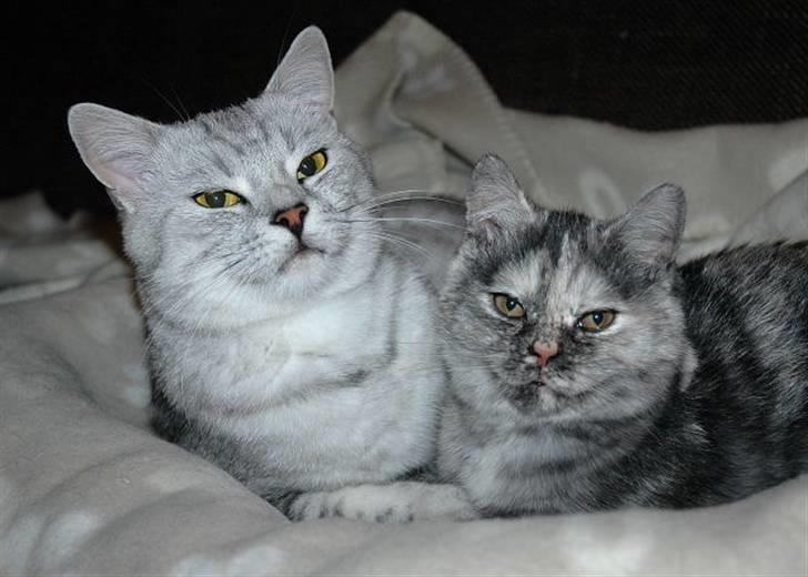 British Shorthair S*Swebritt's Dustin - Dustin og hans datter Savannah. billede 6