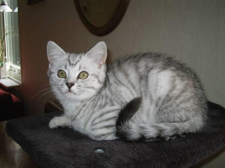 British Shorthair S*Swebritt's Dustin - Lille Dustin,4 mdr. gl. og endnu boende hjemme i Stockholm. billede 7