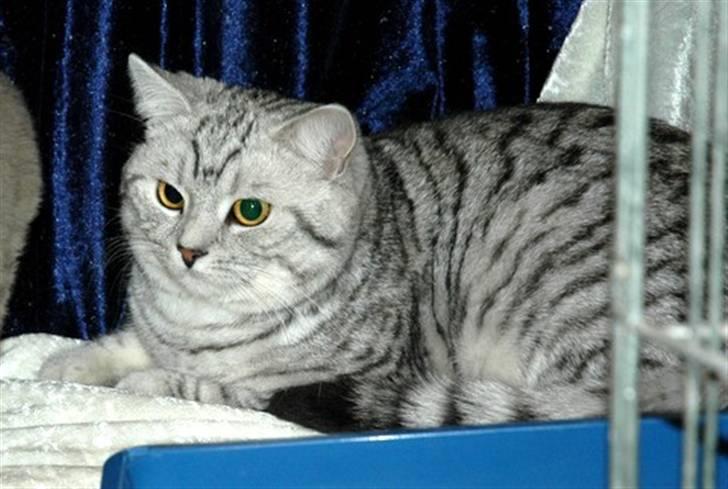 British Shorthair S*Swebritt's Dustin - Dustin på udstilling. billede 8