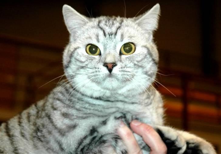 British Shorthair S*Swebritt's Dustin - Og endnu et udstillingsbilled. billede 9