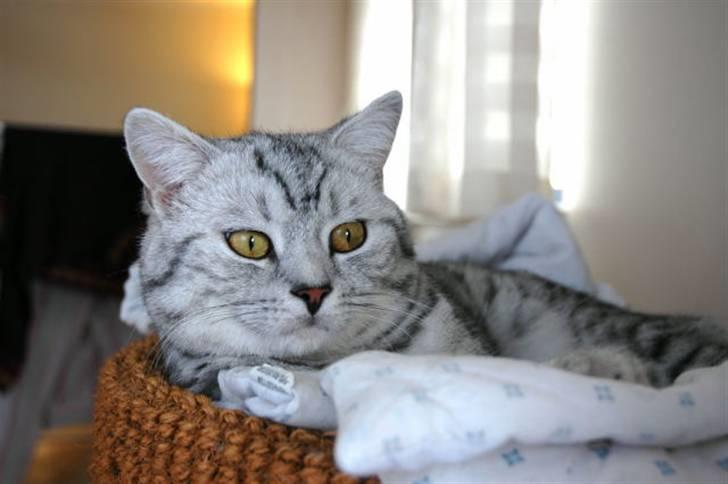 British Shorthair S*Swebritt's Dustin - Lækre Dustin :-) billede 10