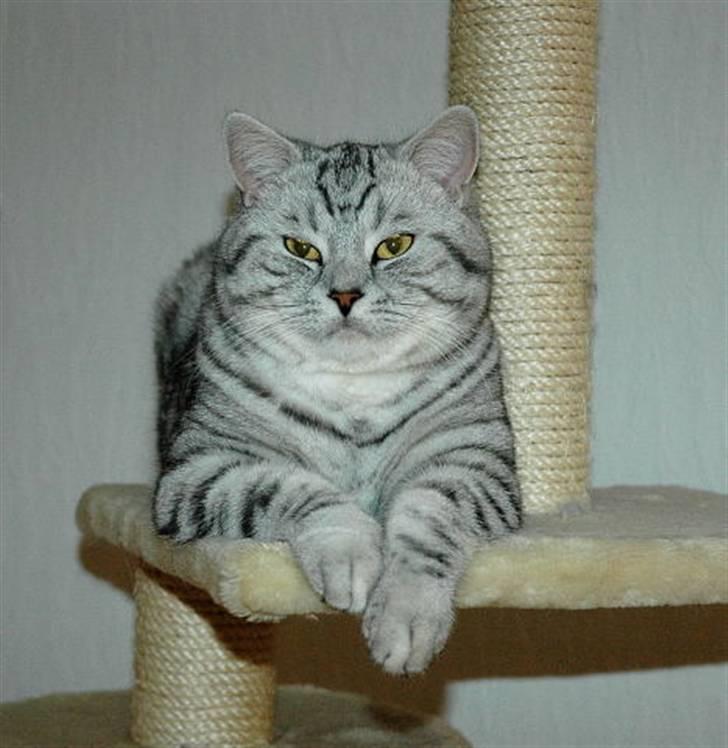 British Shorthair S*Swebritt's Dustin - Dustin,dec.07.Har udviklet sig fint med nogle brede kinder ;-)) billede 11
