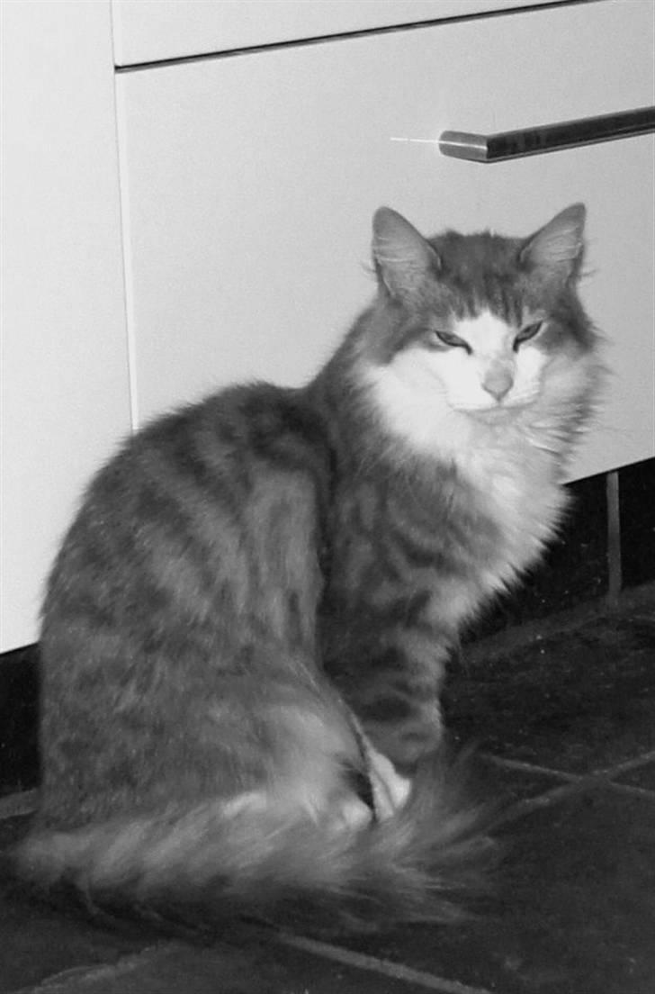 Norsk Skovkat Simba(misted):( - Velkommen til Simba<´3. I love You<3 Billede 1 billede 1