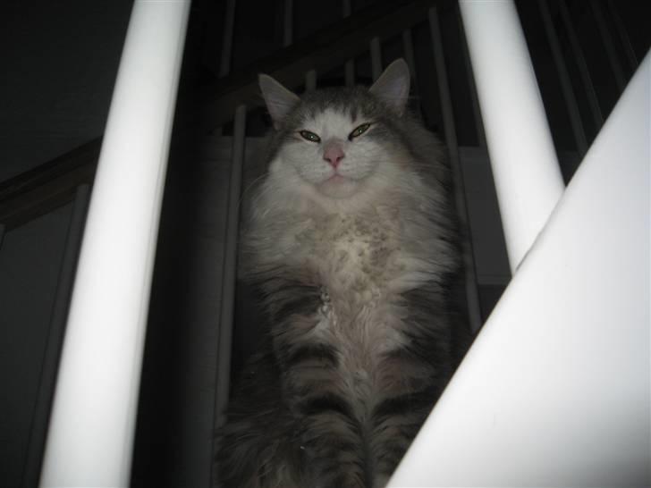 Norsk Skovkat Simba(misted):( - 1 år gammel. Billede 2 billede 2