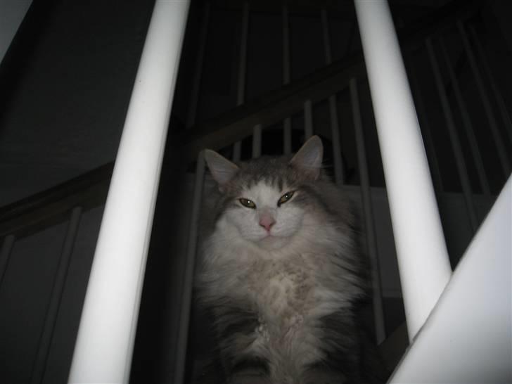 Norsk Skovkat Simba(misted):( - <´3. Billede 3  billede 3