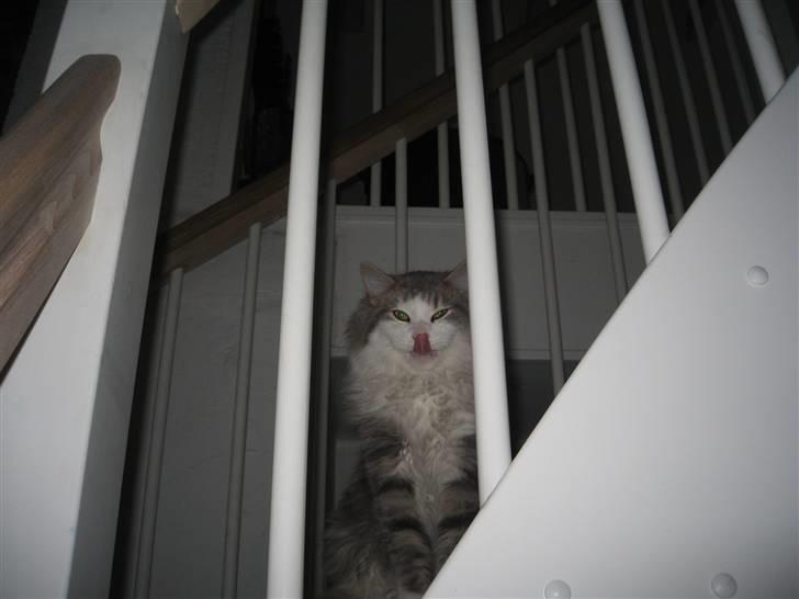 Norsk Skovkat Simba(misted):( - hehe`heh. Billede 4  billede 4