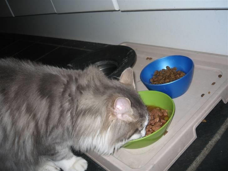 Norsk Skovkat Simba(misted):( - Simba spiser. Billede 5  billede 5