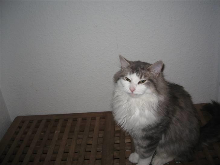 Norsk Skovkat Simba(misted):( - Bette mand. Billede 6  billede 6