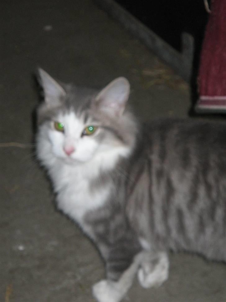 Norsk Skovkat Simba(misted):( - Billede 7. billede 7