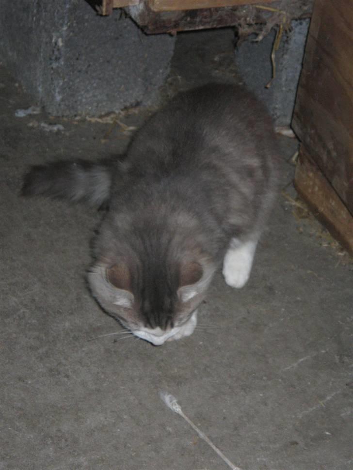 Norsk Skovkat Simba(misted):( - Billede 8. billede 8