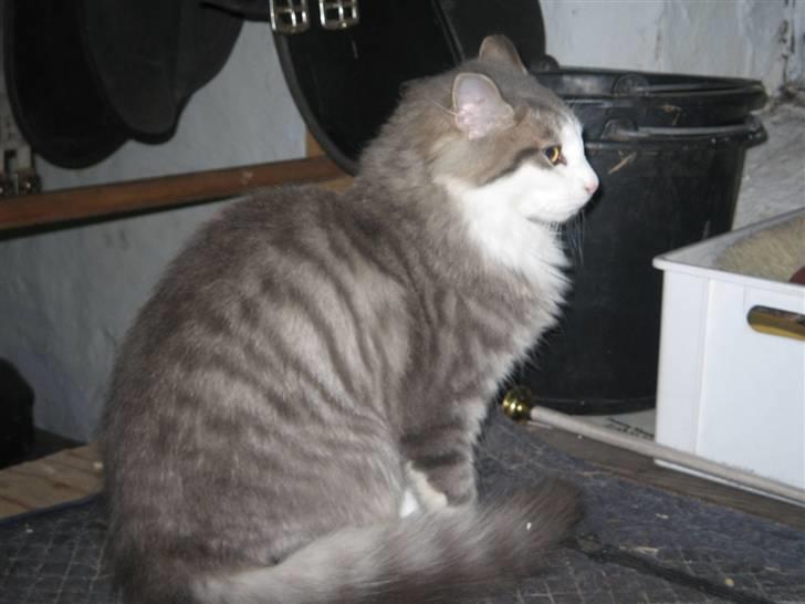 Norsk Skovkat Simba(misted):( - Kikker på noget. Billede 10. billede 10