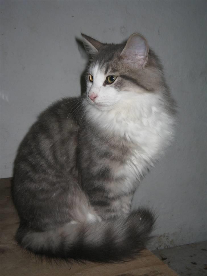 Norsk Skovkat Simba(misted):( - Kikker. Billede 11 billede 11