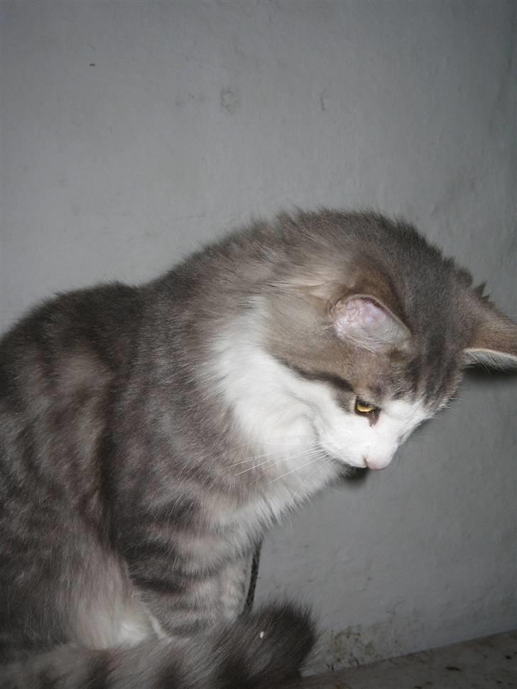 Norsk Skovkat Simba(misted):( - Kikker ned. Billede 12 billede 12