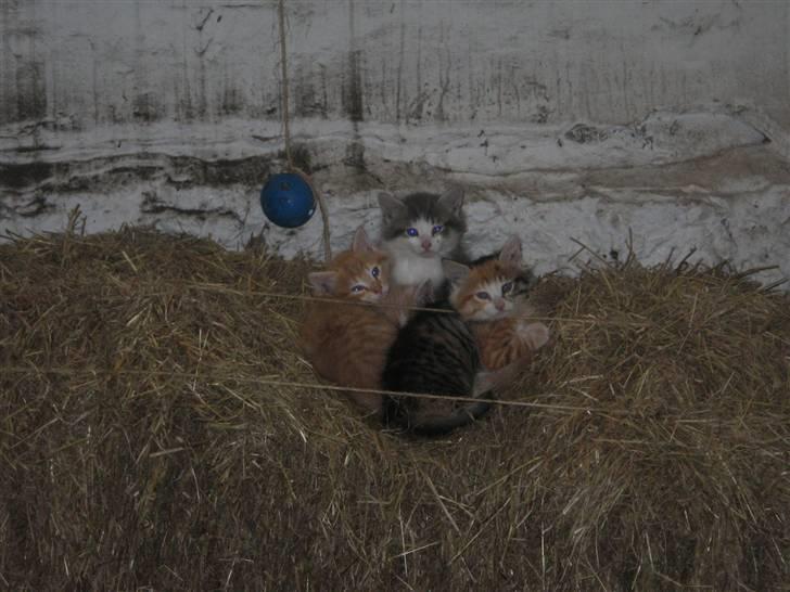 Norsk Skovkat Simba(misted):( - Som lille . Det er ham der er grå og hvid. billede 13 billede 13