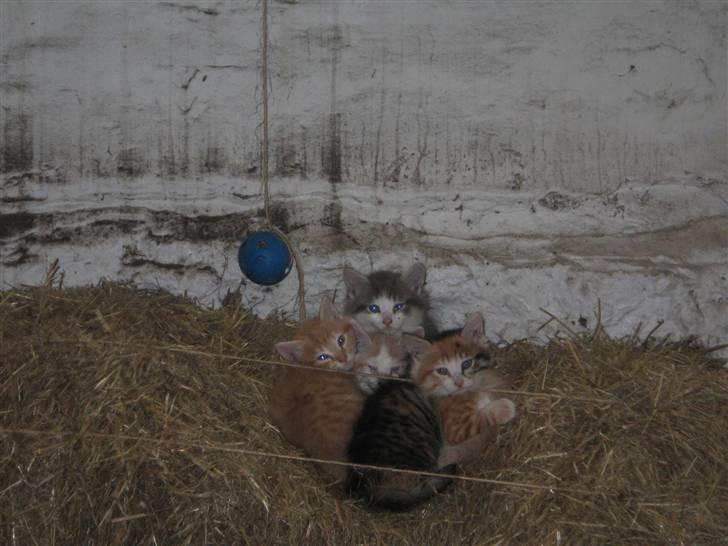 Norsk Skovkat Simba(misted):( - Igen. Billede 14 billede 14