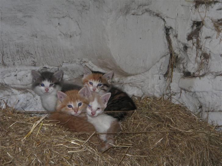 Norsk Skovkat Simba(misted):( - Og igen. Billede 15 billede 15