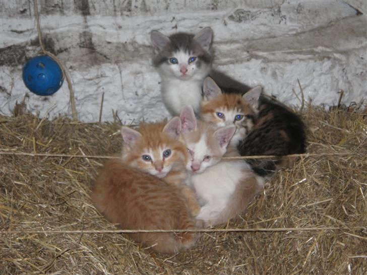 Norsk Skovkat Simba(misted):( - Der er smukke ham, der er grå og hvid. Billede 16 billede 16