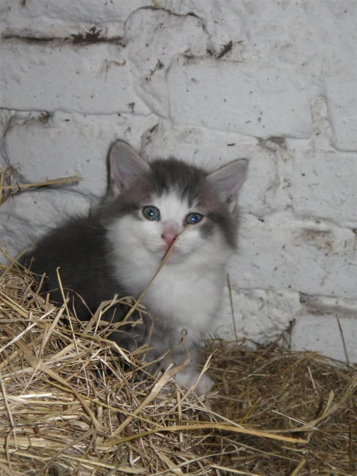 Norsk Skovkat Simba(misted):( - Som lille . Er han ikke sød. Min bamse <3 Billede 17 billede 17