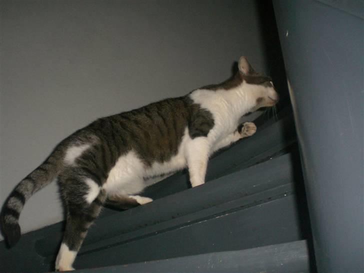 Huskat Carlo - op af trappen .. billede 13
