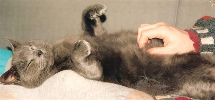 British Shorthair † Sniffy † - Velkommen til Sniffy´s profil, smid gerne en bedømmelse og udfordring! (;    "Uhh ja, lige der!" hehe (: billede 1